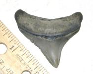 Posterior Bone Valley Megalodon Tooth Venice Beach